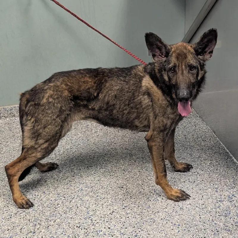A young medium-sized female Black Shepherd dog named Helenacharlotte for adoption in Greenville, SC