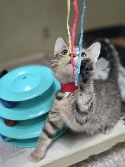 A baby small-sized female Domestic Short Hair cat named Cirrus for adoption in Westland, MI
