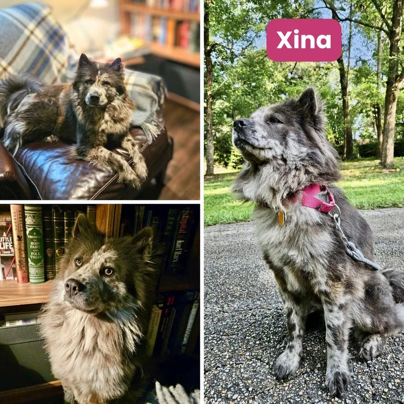 Xina