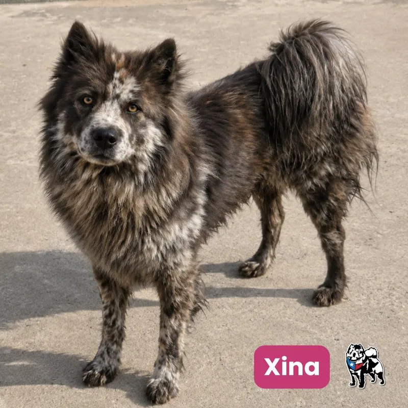 Xina thumbnail 2