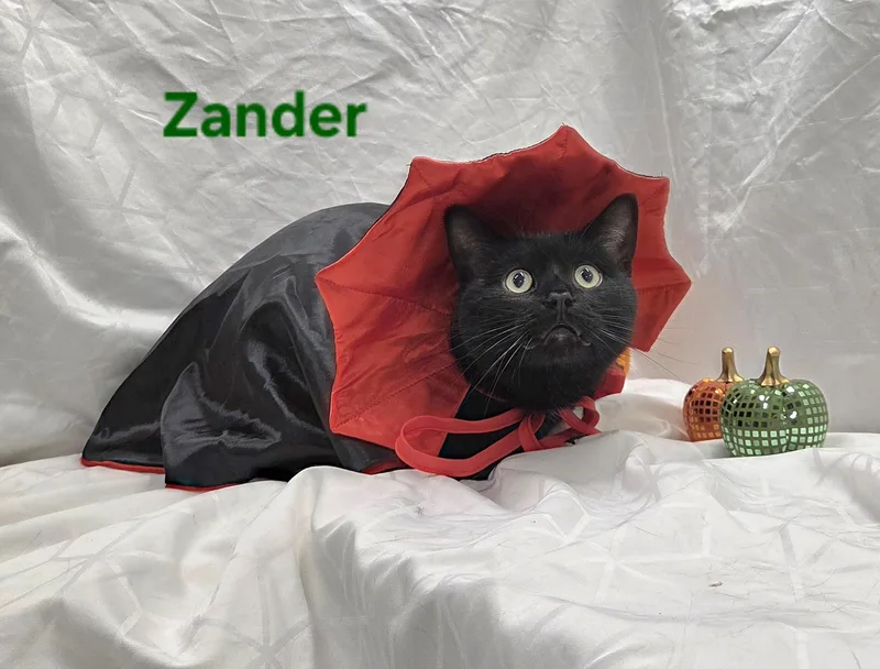 A young medium-sized male Black Domestic Short Hair cat named Zander for adoption in Whitewater, WI