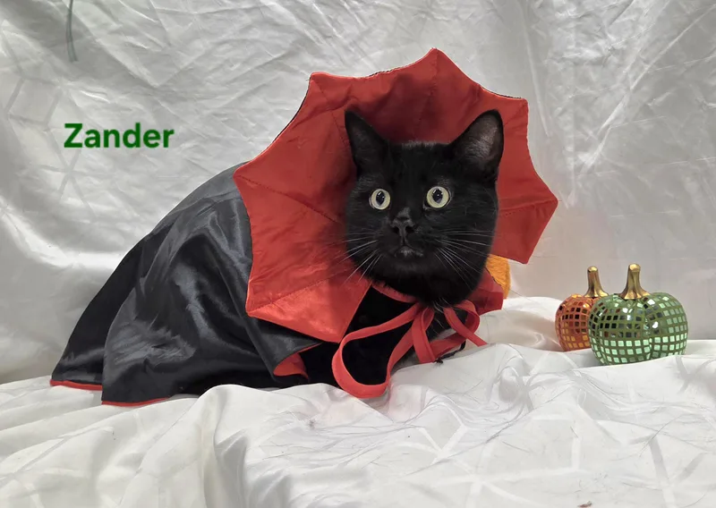 Zander thumbnail 2