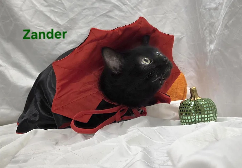 Zander thumbnail 3