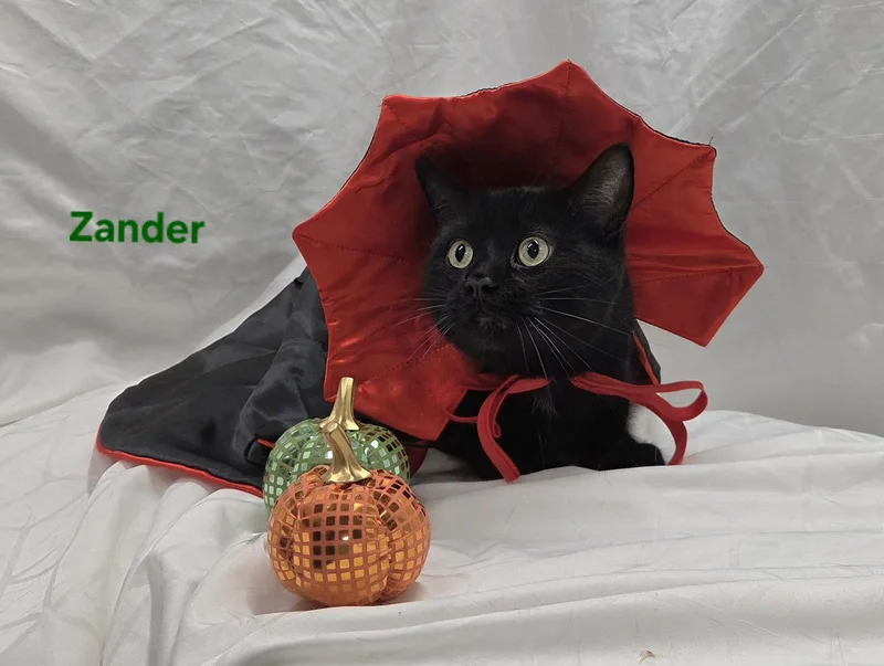 Zander thumbnail 4