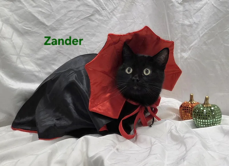 Zander thumbnail 5