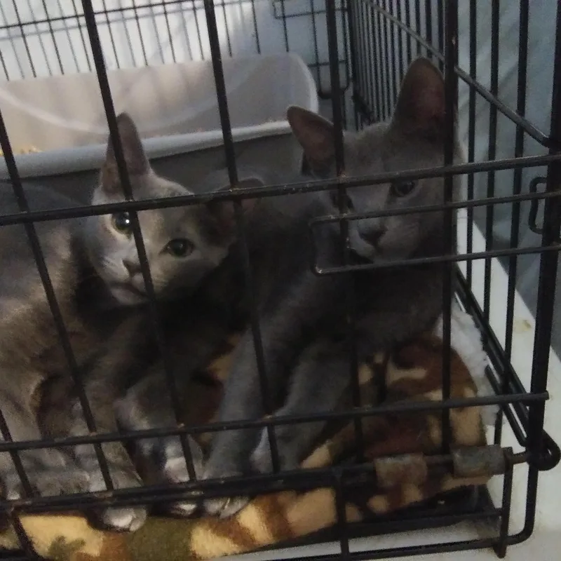 A baby medium-sized female Gray / Blue / Silver Domestic Short Hair cat named Remi for adoption in Port Wentworth, GA