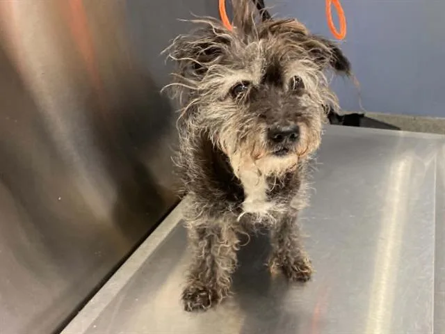 A senior medium-sized male Schnauzer dog named Buzz for adoption in Tustin, CA
