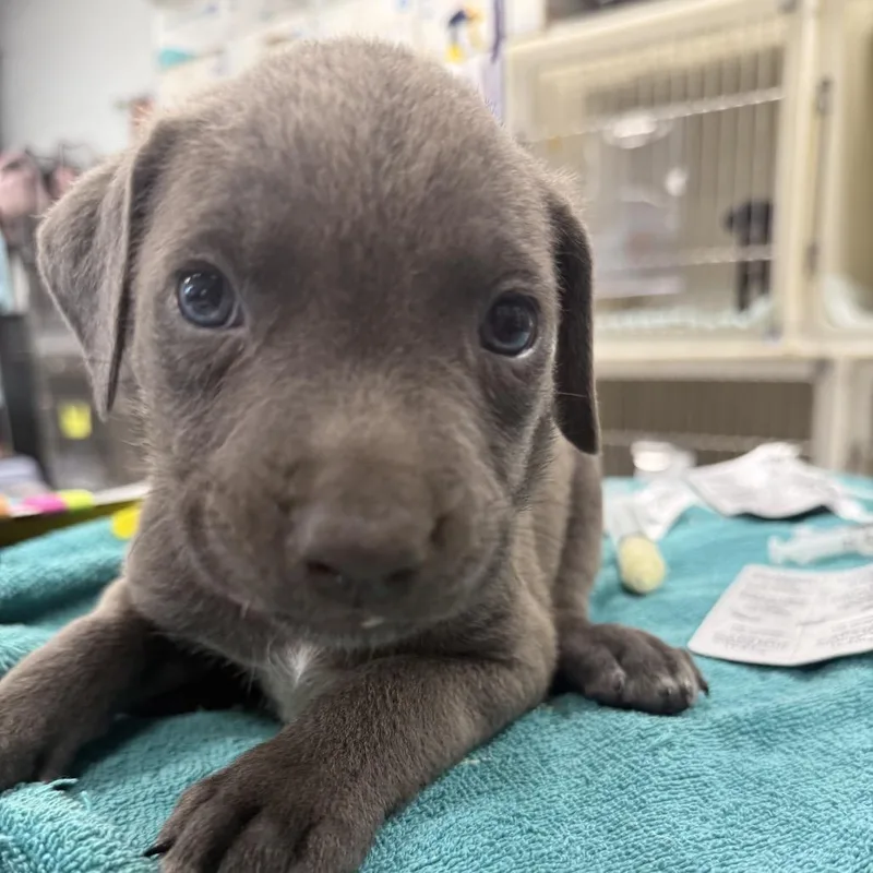 A baby small-sized male Gray / Blue / Silver Pit Bull Terrier dog named Banyan for adoption in East Saint Louis, IL