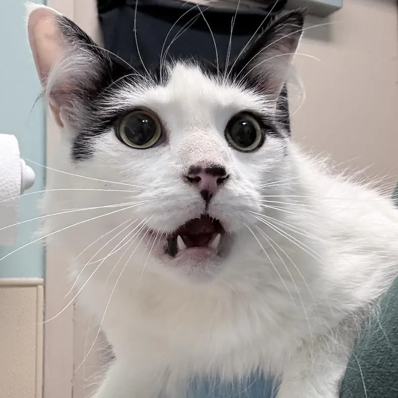 An adult large-sized male Black Domestic Medium Hair cat named MooMoo for adoption in Tacoma, WA