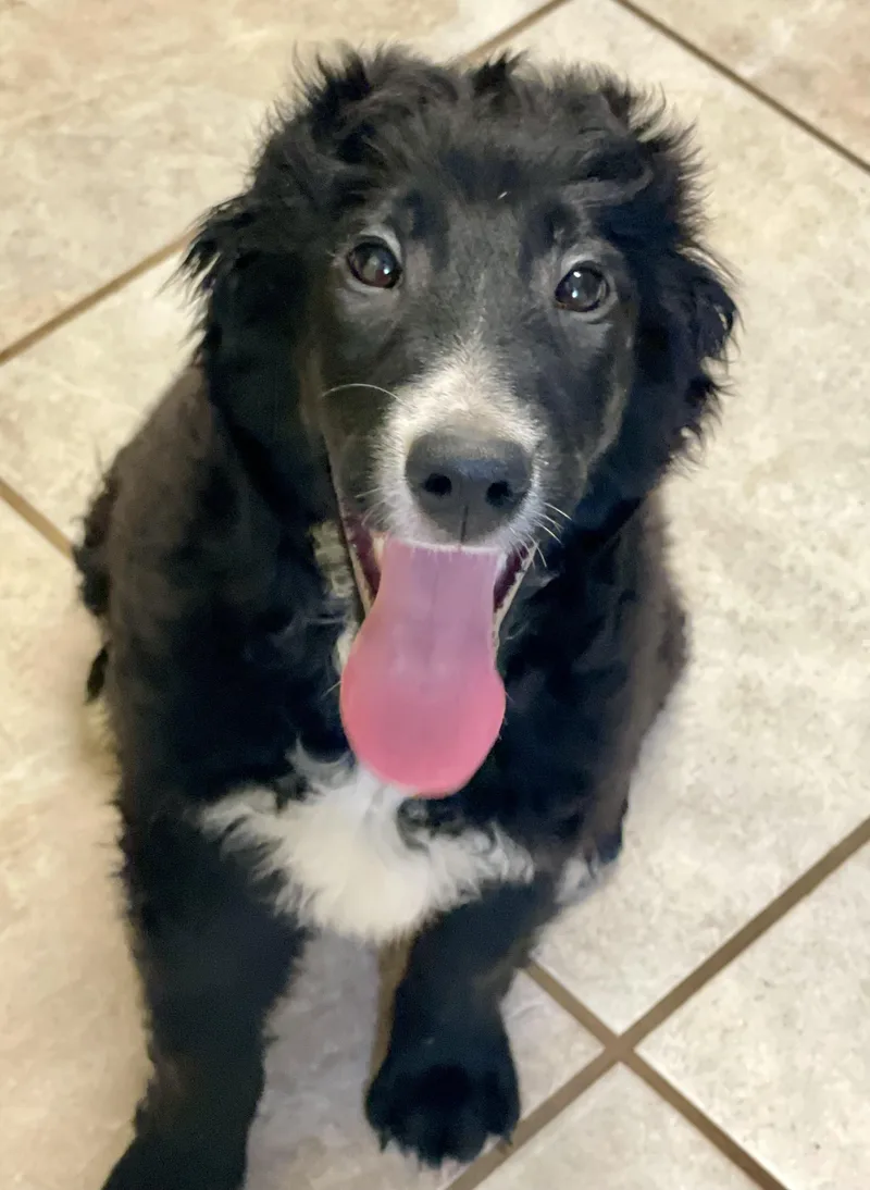 A baby medium-sized female Black Bernadoodle dog named Beauty for adoption in Lacon, IL