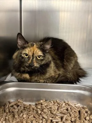 An adult medium-sized female Domestic Medium Hair cat named Clare for adoption in Lowell, MA