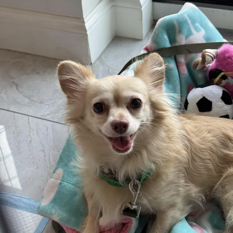 An adult small-sized male Apricot / Beige Chihuahua dog named Julez for adoption in Brooklyn, NY