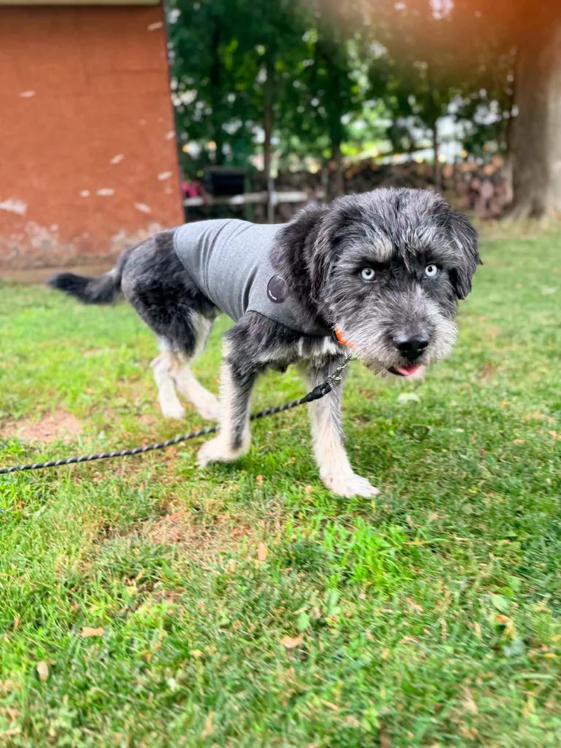An adult large-sized male Terrier dog named Soloman for adoption in New London, WI