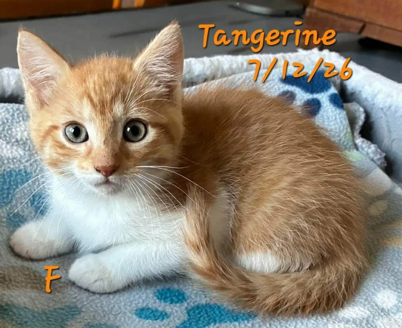 A young medium-sized female Domestic Short Hair cat named Tangerine for adoption in Gouverneur, NY