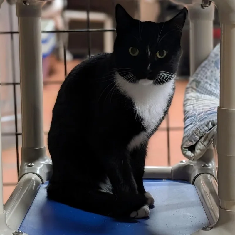 A young medium-sized female Domestic Short Hair cat named Cassie for adoption in Olean, NY