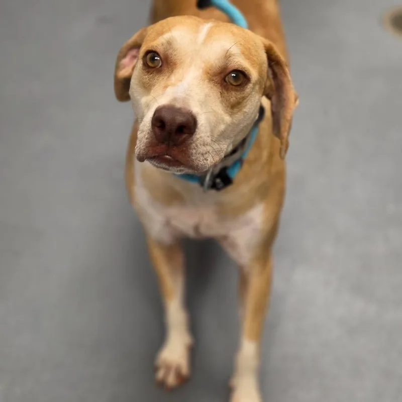 An adult medium-sized male Yellow / Tan / Blond / Fawn Mixed Breed dog named Mason for adoption in Sarasota, FL