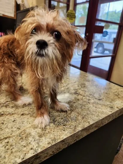 An adult small-sized male Mixed Breed dog named Doug for adoption in Independence, MO