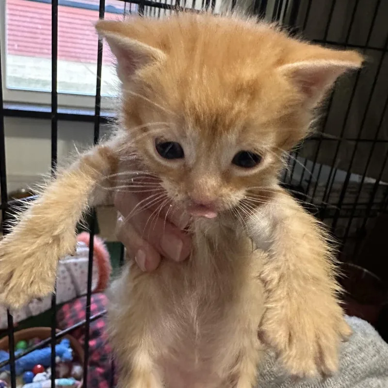 Simba