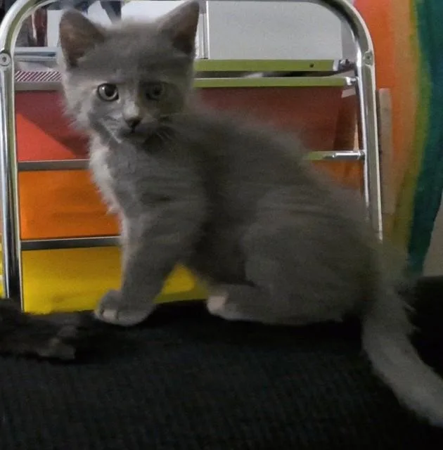 A baby small-sized female Domestic Short Hair cat named Lagoon for adoption in Colorado Springs, CO