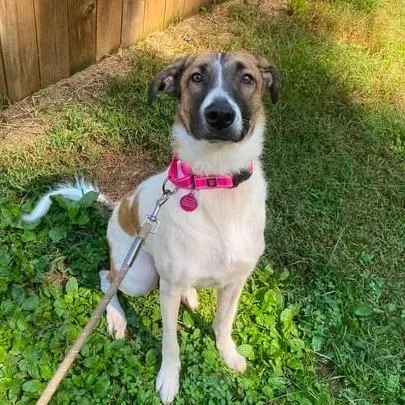 A young medium-sized female Brown / Chocolate Mixed Breed dog named Skarlet for adoption in Fredericksburg, VA