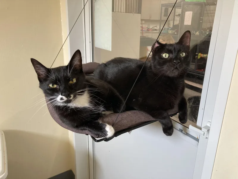A young medium-sized male Black Domestic Short Hair cat named Shoestring for adoption in Kankakee, IL