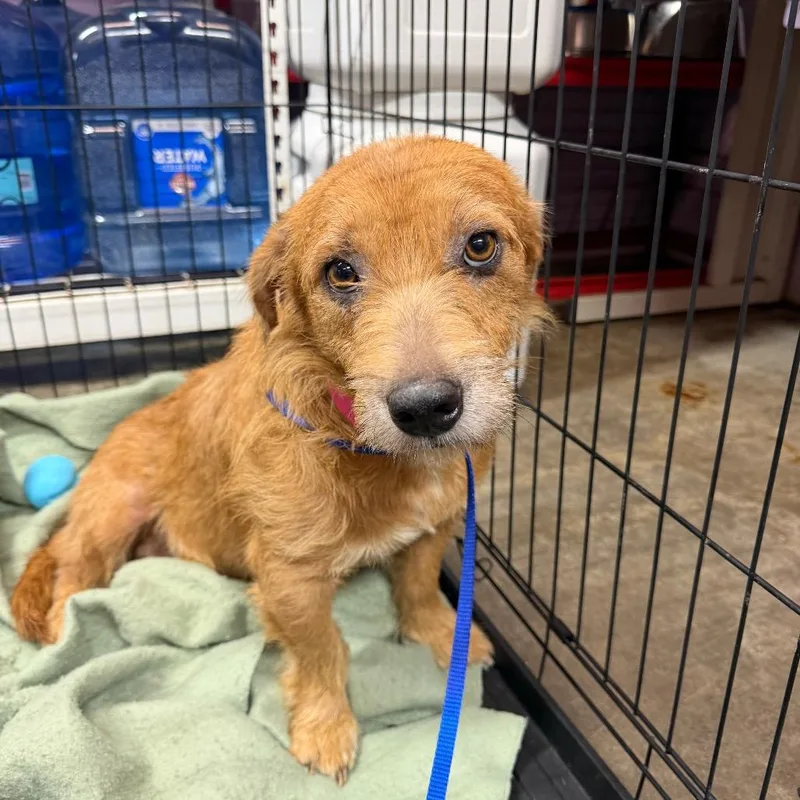An adult medium-sized female Apricot / Beige Mixed Breed dog named Laurel for adoption in Jefferson city, TN