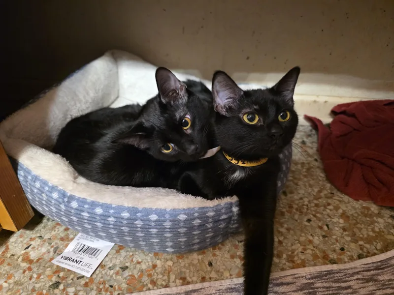 A baby medium-sized female Black Domestic Short Hair cat named Bacon and Eggs bonded for adoption in Maitland, FL