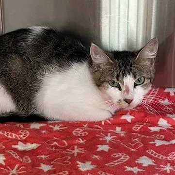 An adult medium-sized female Gray / Blue / Silver Domestic Short Hair cat named Daisy for adoption in Knoxville, TN