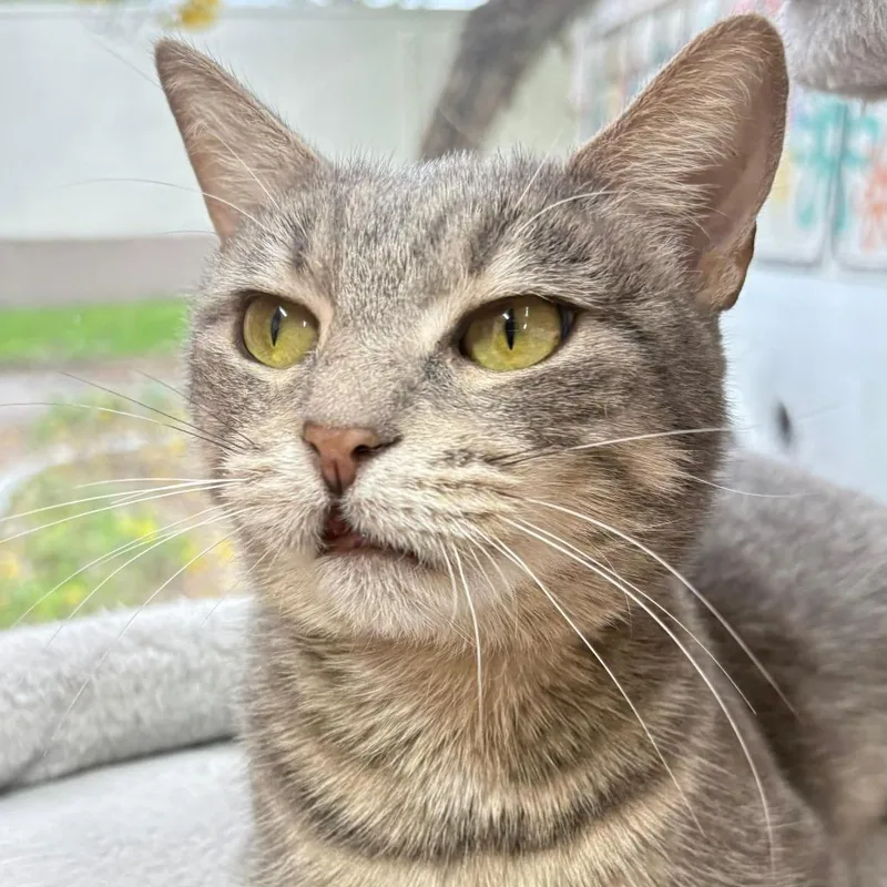 An adult medium-sized female Gray / Blue / Silver Domestic Short Hair cat named Winona for adoption in Hamburg, NY