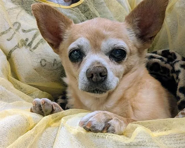 A senior small-sized female Chihuahua dog named Lily for adoption in Tucson, AZ