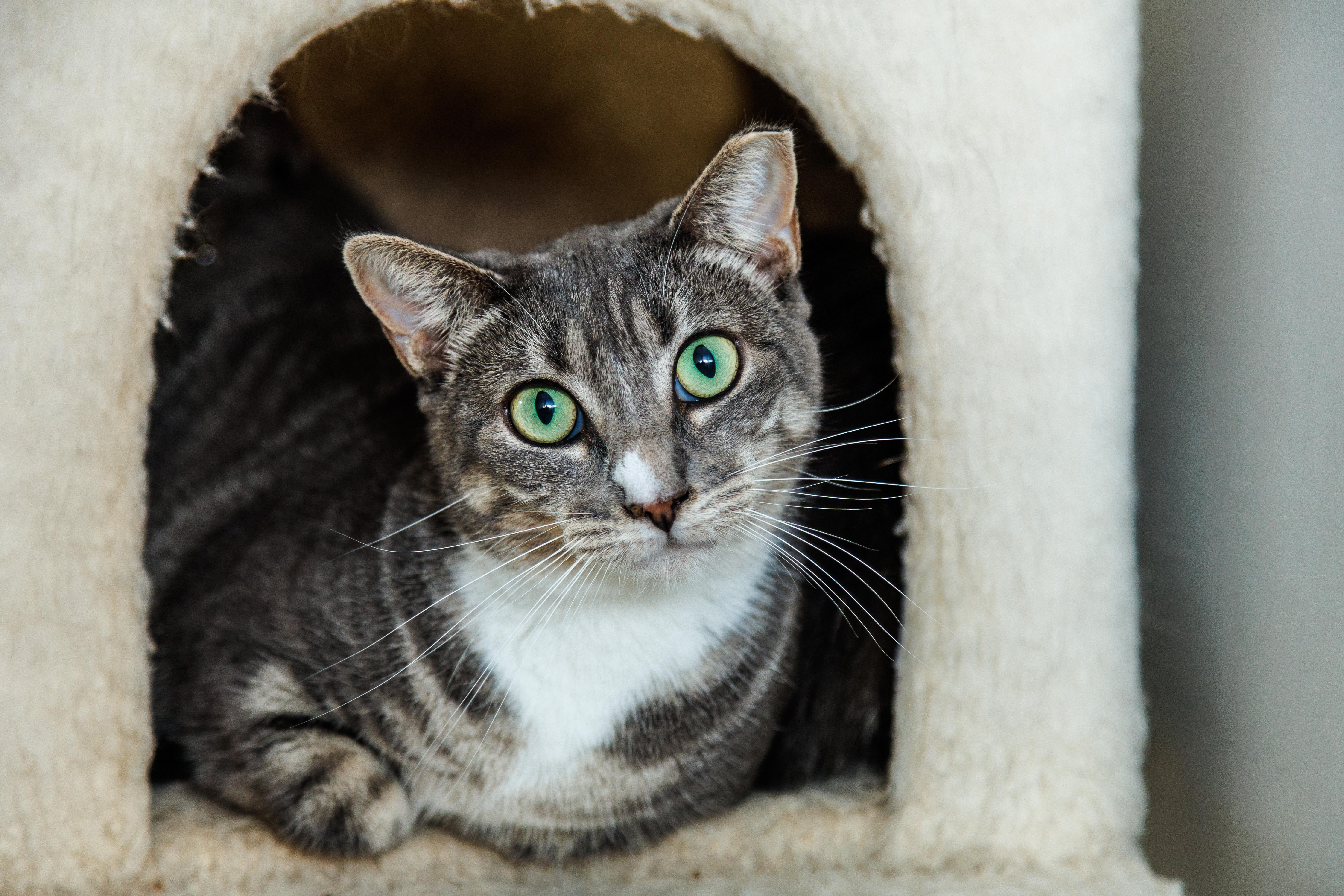 A young small-sized female Domestic Short Hair cat named Minnie for adoption in Chester Springs, PA