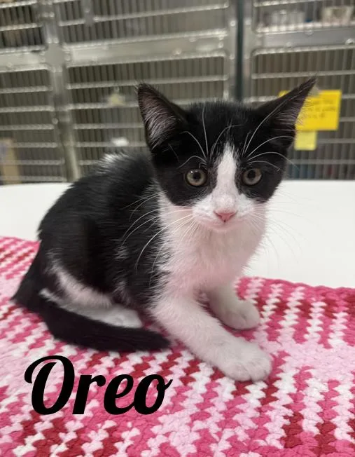A young medium-sized female Black Domestic Short Hair cat named Oreo for adoption in Manistee, MI