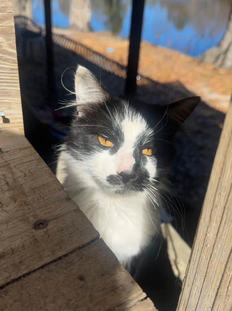 A young large-sized male Black & White / Tuxedo Domestic Medium Hair cat named Aurelio for adoption in Columbia, SC
