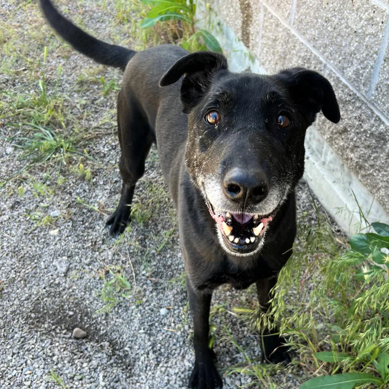 A senior large-sized male Black Labrador Retriever dog named Jet for adoption in Lindon, UT