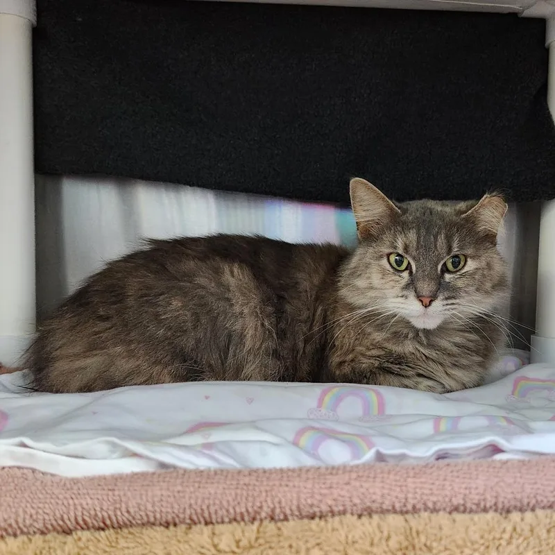 An adult medium-sized female Domestic Medium Hair cat named Caine for adoption in Grand Rapids, MI