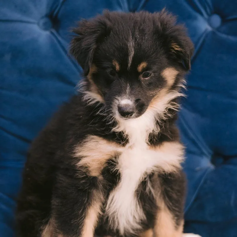A baby small-sized male Australian Shepherd dog named Scarecrow for adoption in Zionsville, IN