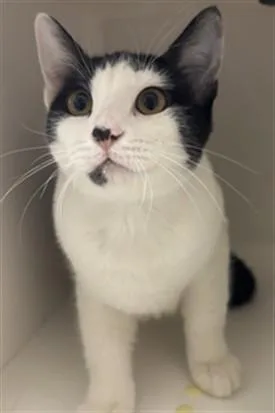A young medium-sized female Domestic Short Hair cat named Lixian for adoption in Ontario, CA