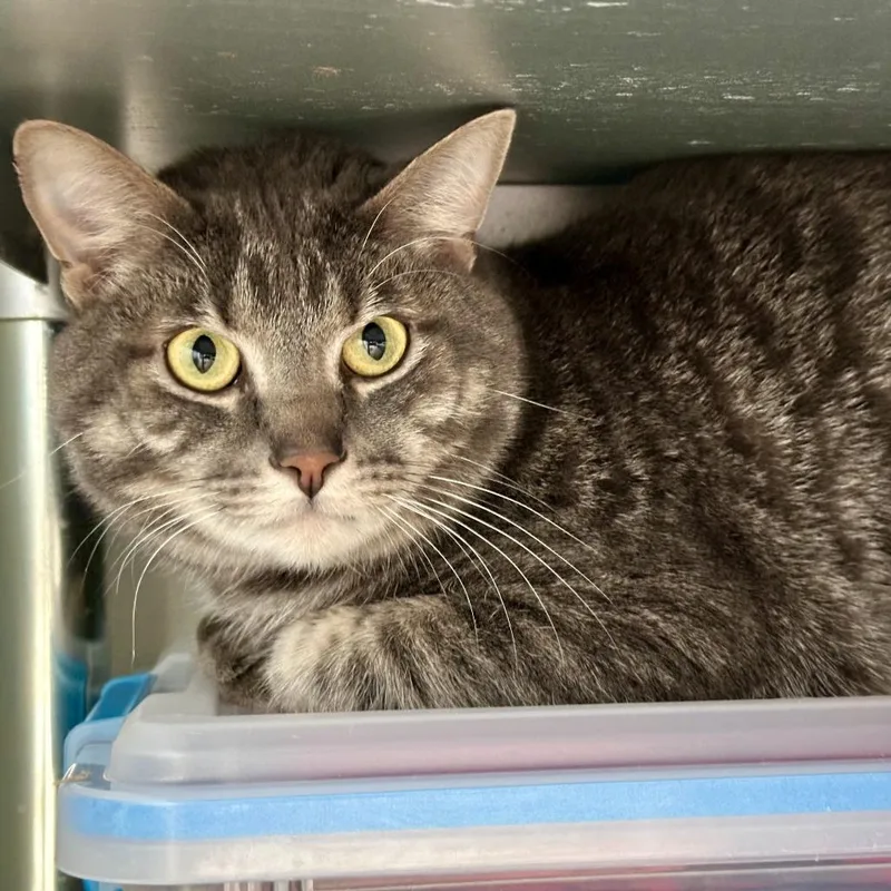 An adult large-sized male Gray / Blue / Silver American Shorthair cat named Mokie for adoption in Durango, CO