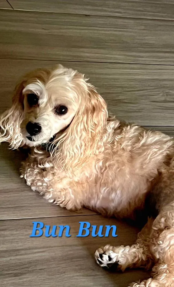 An adult small-sized male Poodle dog named Bun Bun for adoption in Plantation, FL