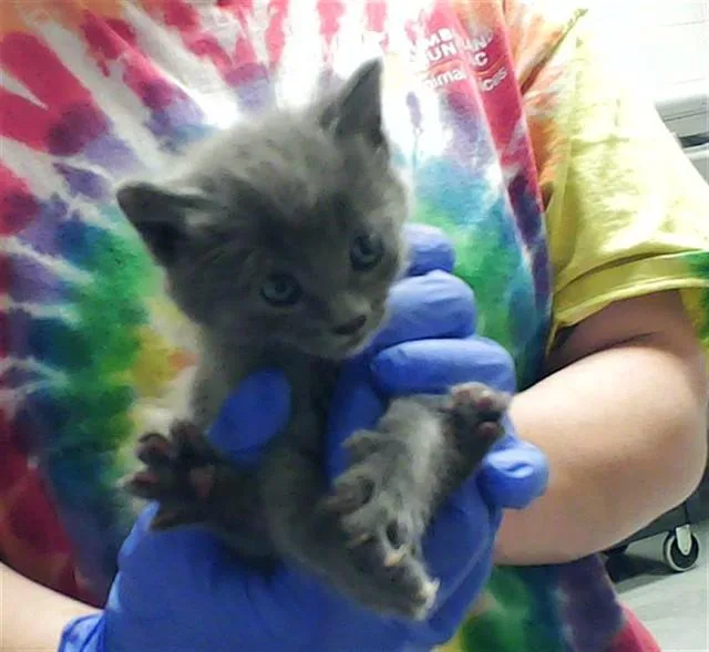 A baby small-sized male Domestic Short Hair cat named Stapler for adoption in Fayetteville, NC