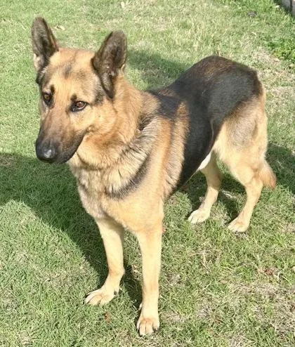 Country Gravy thumbnail 2