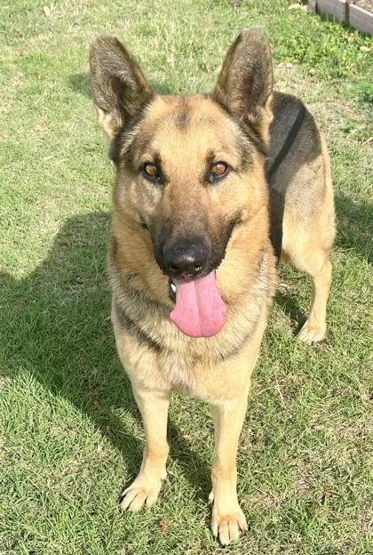 Country Gravy thumbnail 3