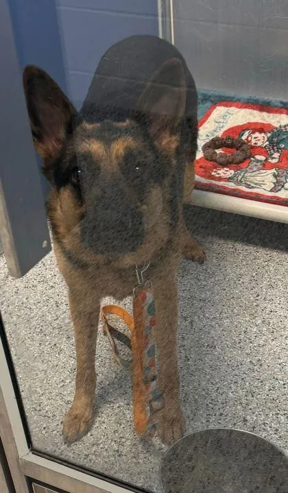 An adult large-sized female Black German Shepherd Dog dog named Ivy for adoption in Kansas City, MO