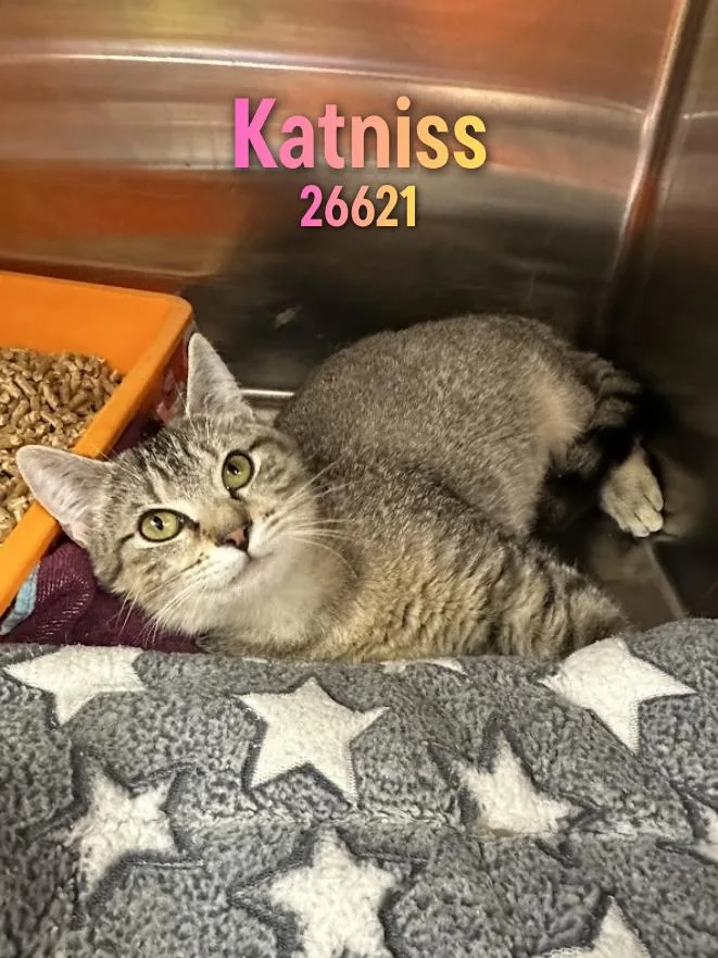 A young medium-sized female Tabby (Gray / Blue / Silver) Domestic Short Hair cat named Katniss for adoption in Oak Ridge, TN