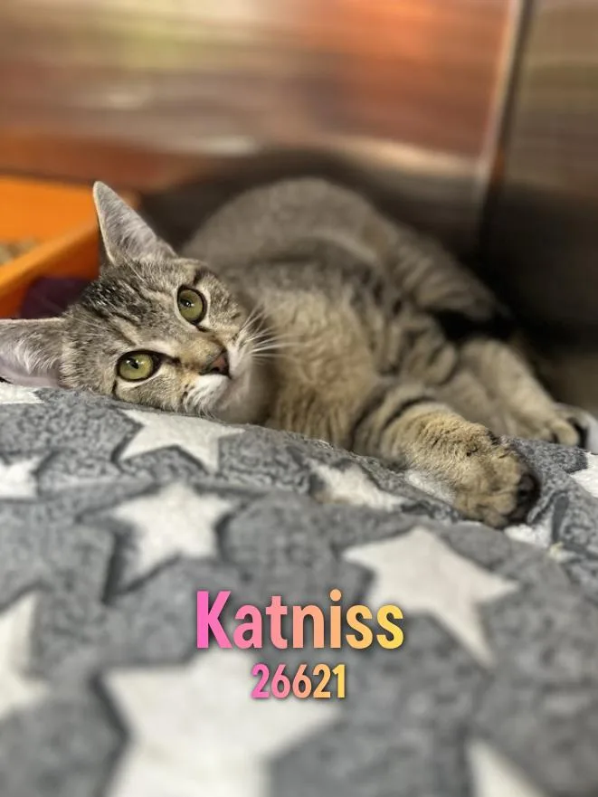 Katniss thumbnail 2