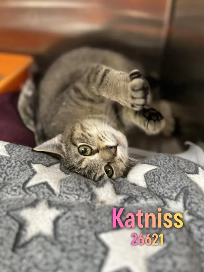 Katniss thumbnail 3