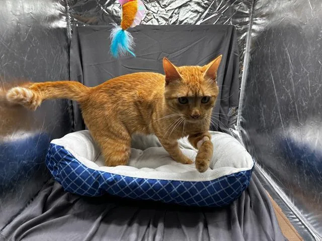 A young medium-sized male Domestic Short Hair cat named Dorito for adoption in Appling, GA