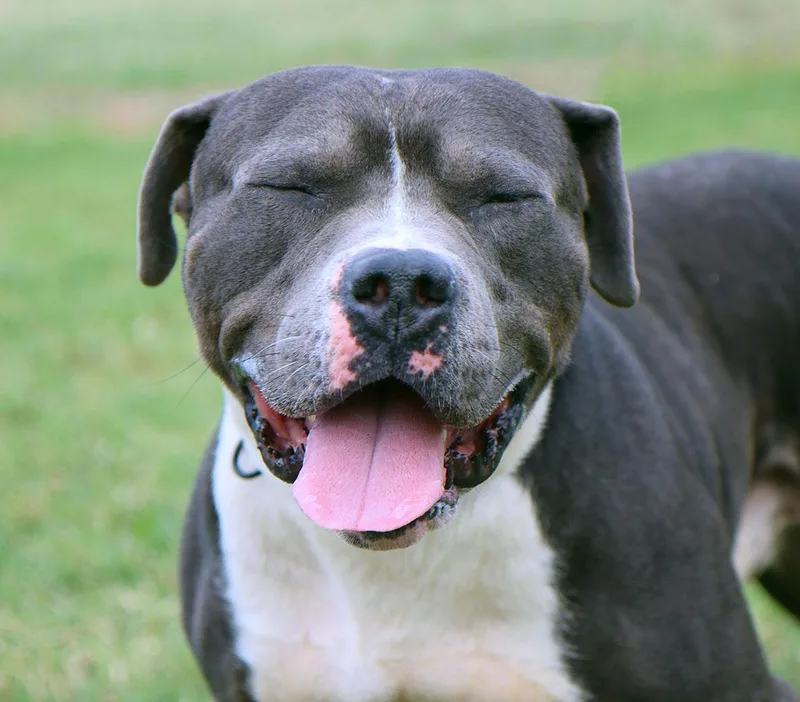 An adult large-sized male Gray / Blue / Silver Pit Bull Terrier dog named Prince for adoption in Kansas City, KS