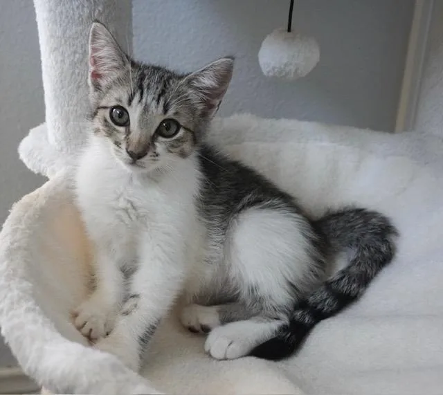 A baby small-sized female Domestic Short Hair cat named Emma for adoption in Tustin, CA