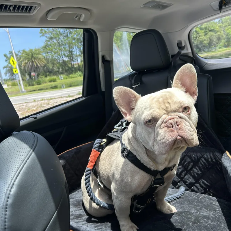 A young small-sized male French Bulldog dog named Diesel for adoption in Palm Coast, FL